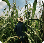 Farmer walking through tall green crop field
